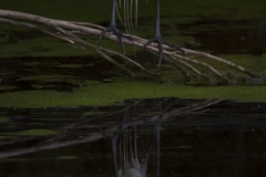 EgretinSwamp