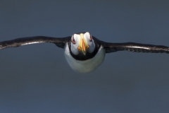 Puffinfaceon-2