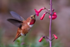Rufous-hummingbird-on-flower