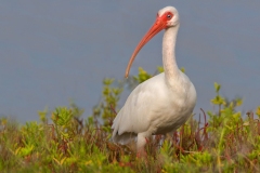 ibis3-pano