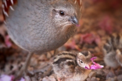 quailswflower